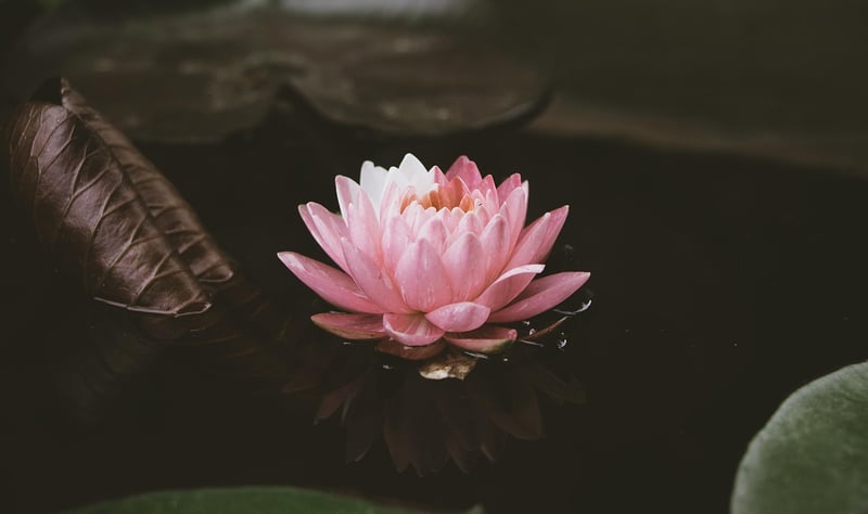 Aquatic Flora