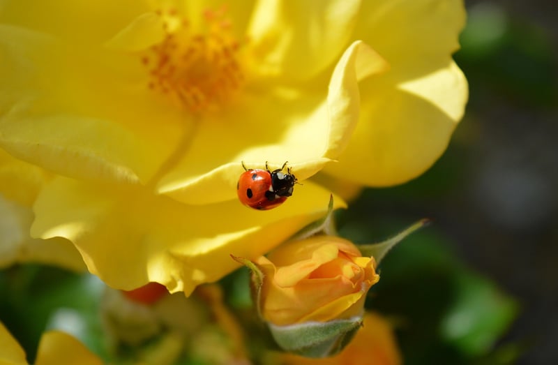 Blossoming Charms
