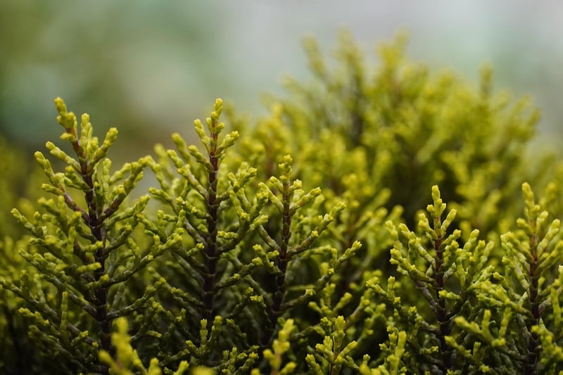 Earthbound Shrubs