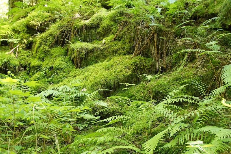 Enchanted Ferns