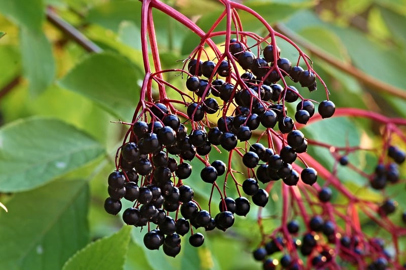 Elderberry Berries