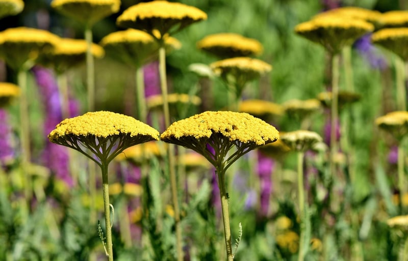 Aquatic Flora