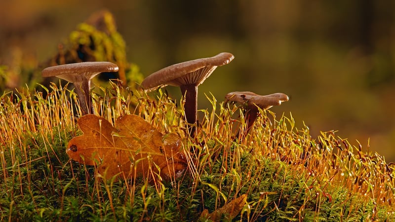 Green Mossy Ground