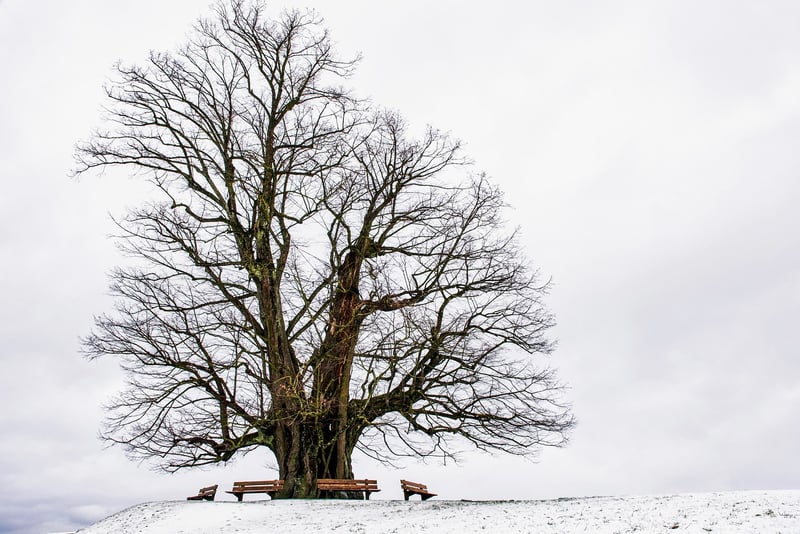 Druidic Grove
